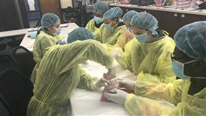 Heart Dissection 